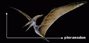 Pteranodon